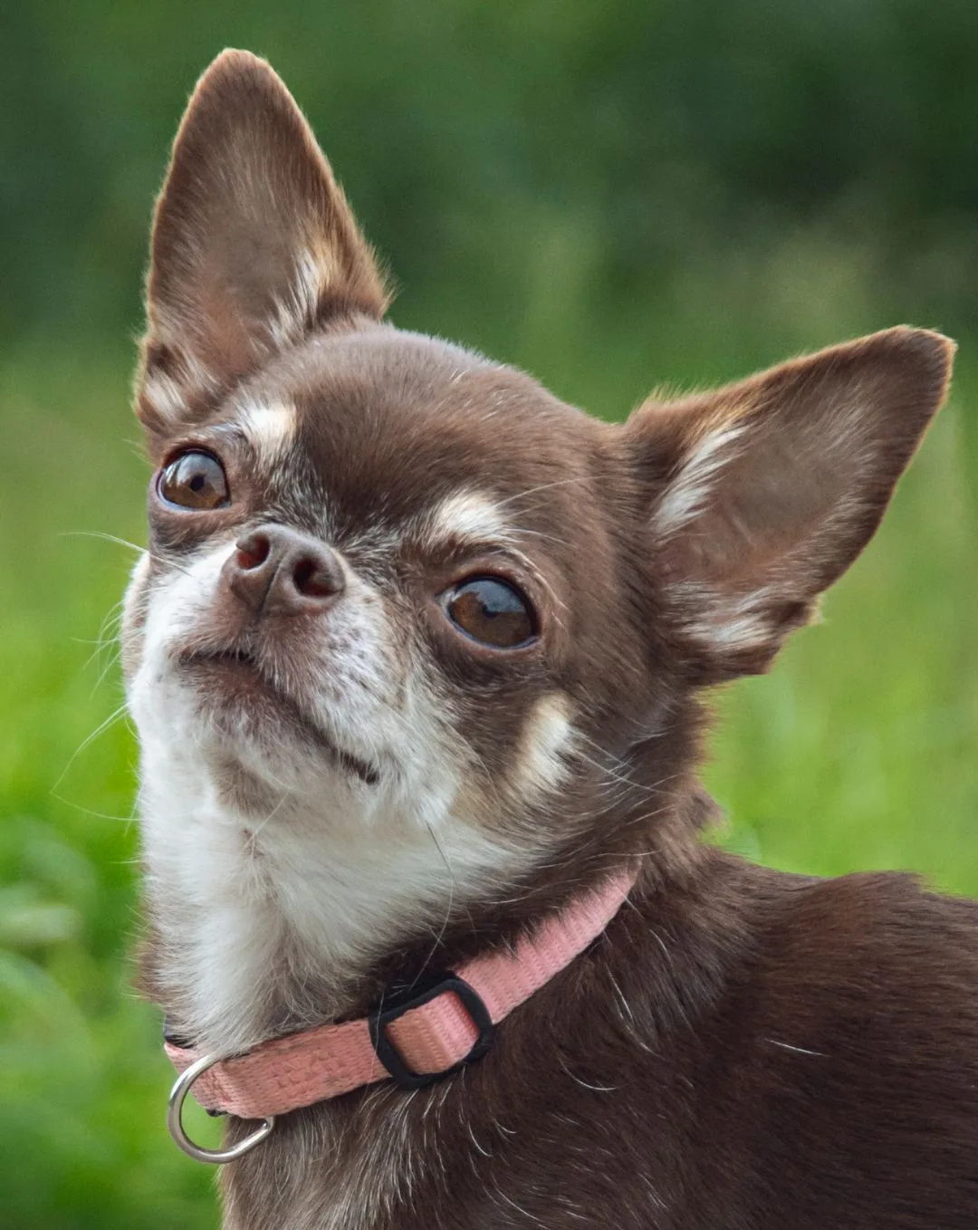 Tan chihuahua with a pink collar tilting its head
