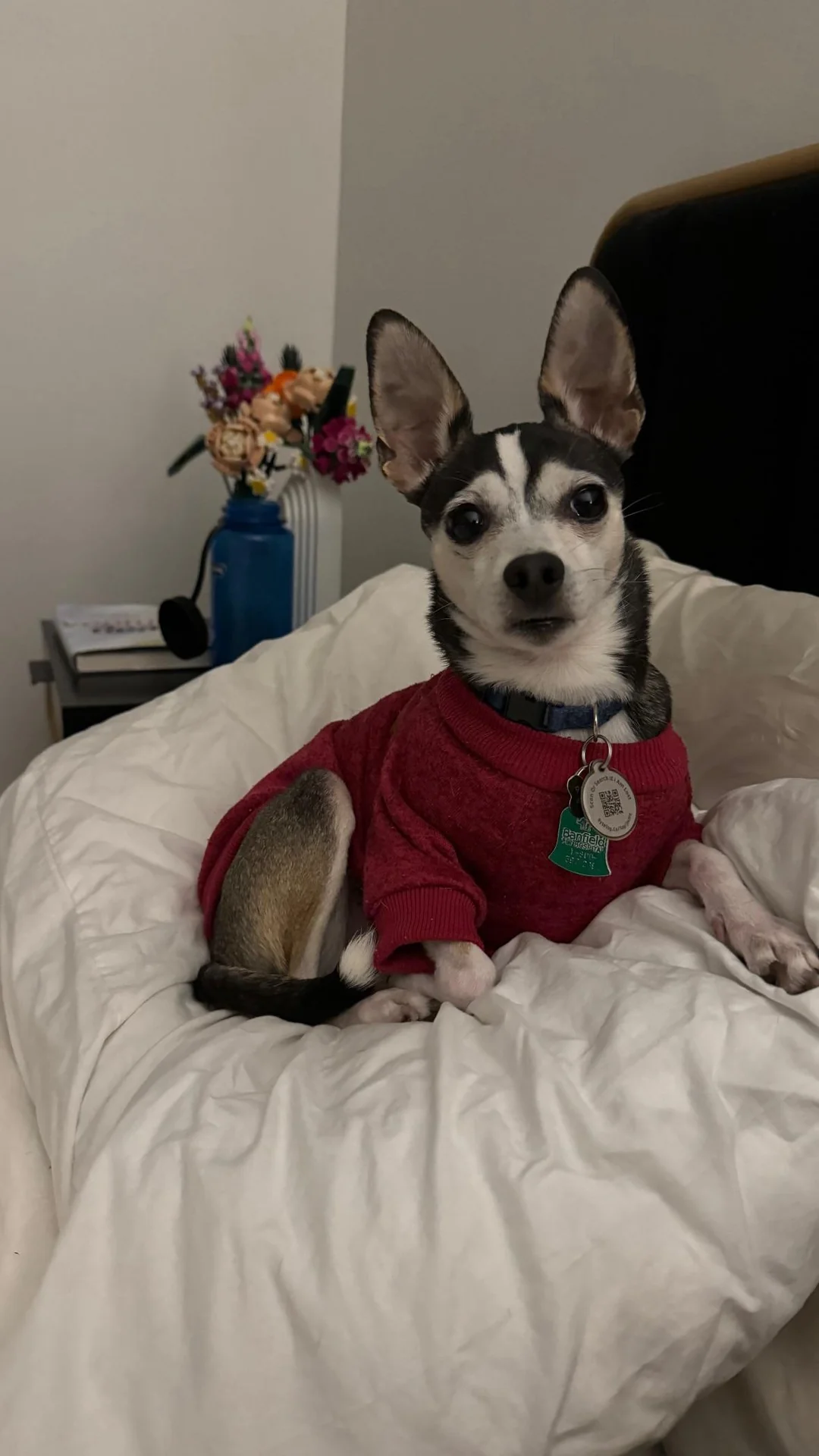 A black-and-white chihuahua in a red sweater sitting on a bed