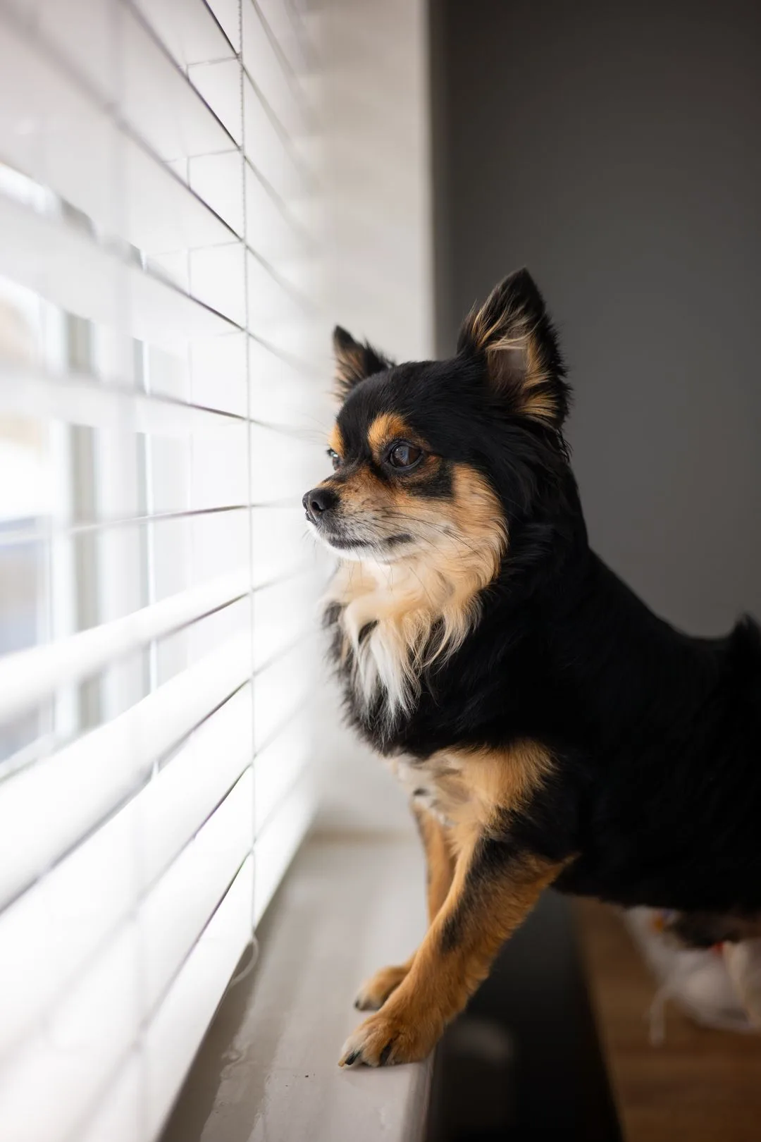 Managing a Barking Chihuahua in an Apartment