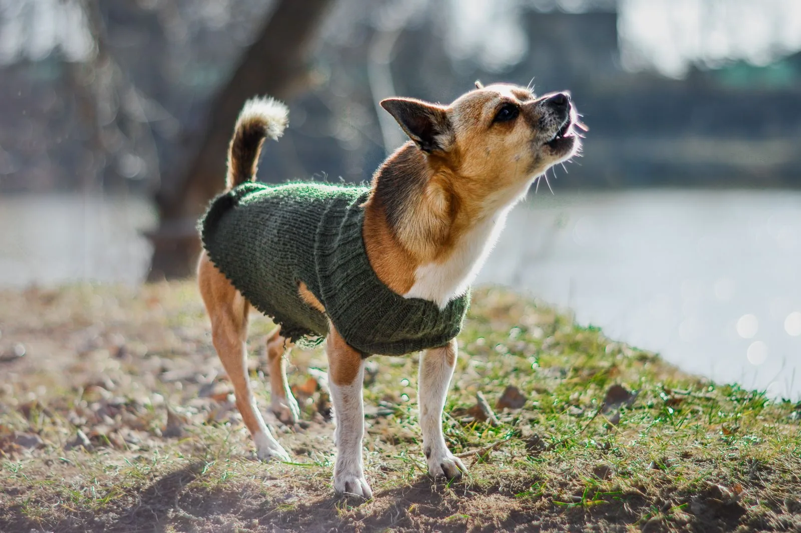 A chihuahua in a green knitted sweater outdoors by a lake