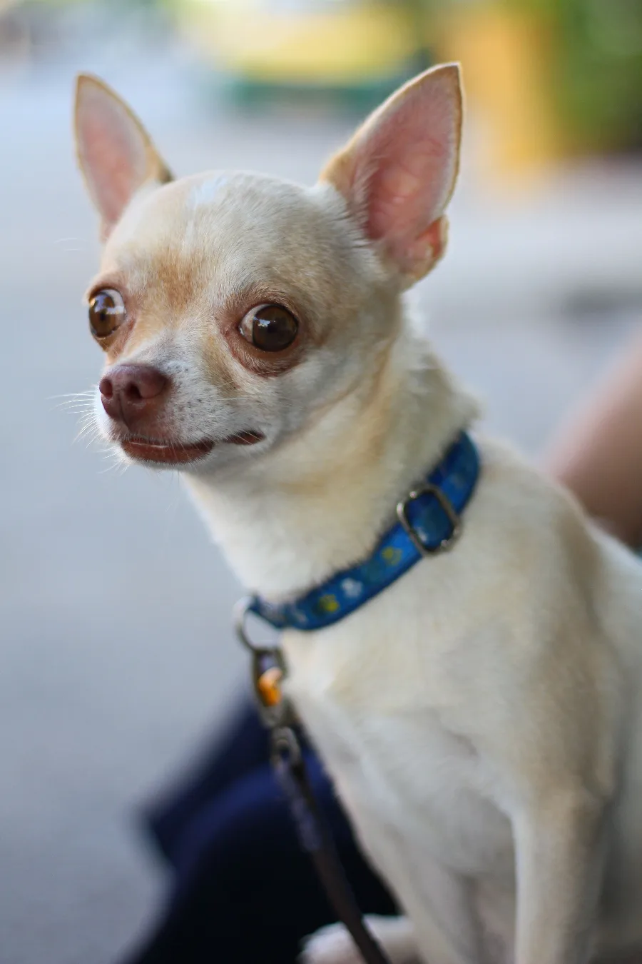 An alert cream chihuahua with big eyes watching intently