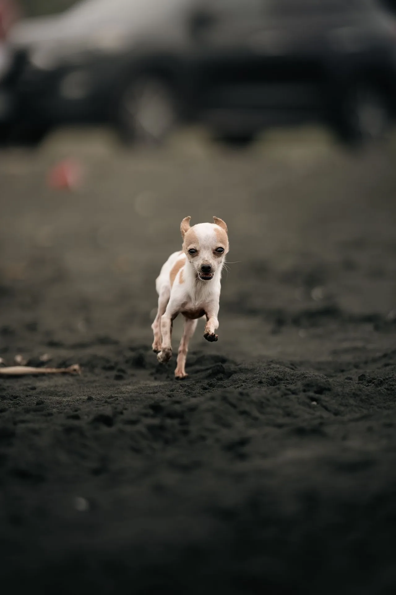 A chihuahua running happily along a sandy beach
