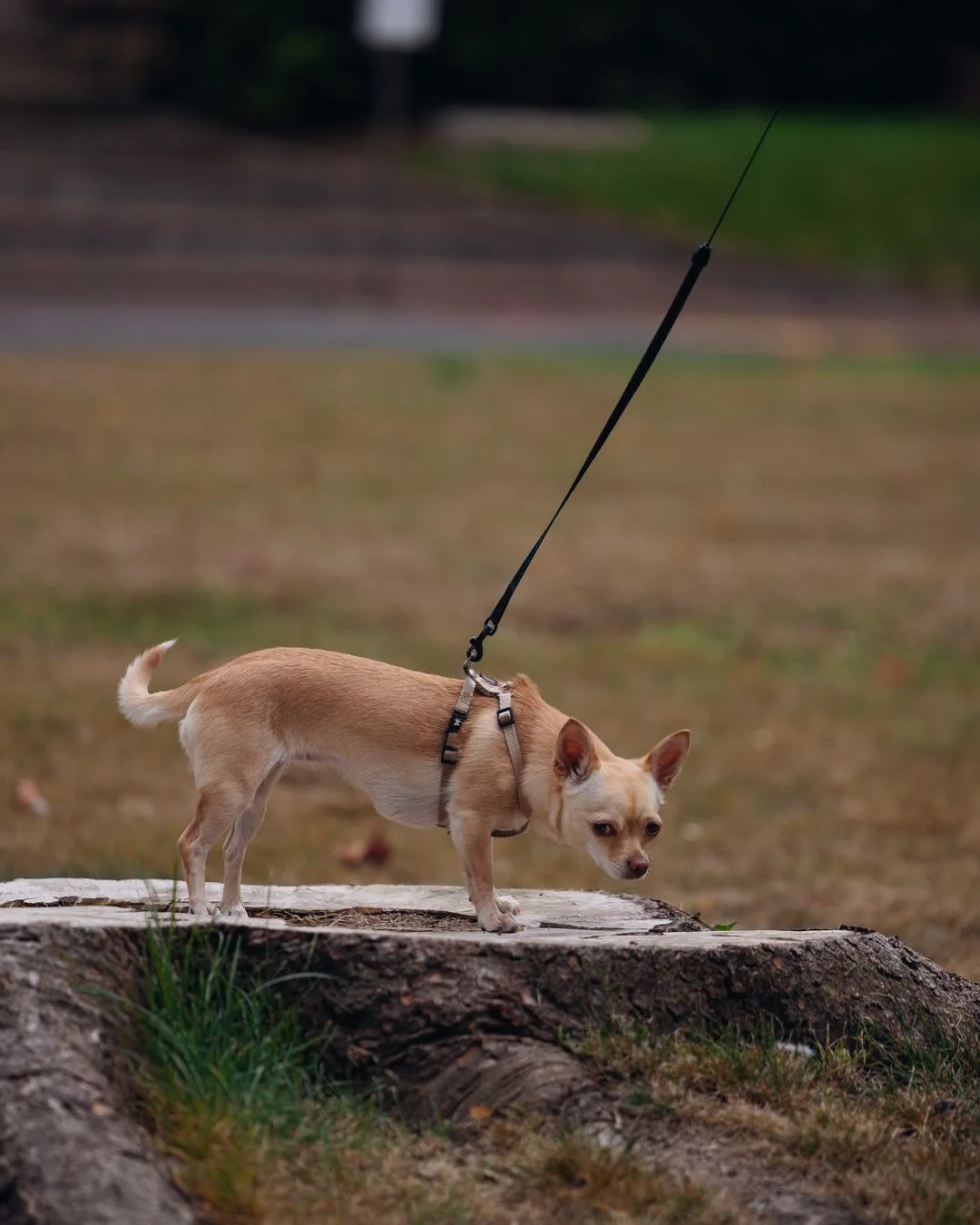 Camping With a Chihuahua: What Actually Works