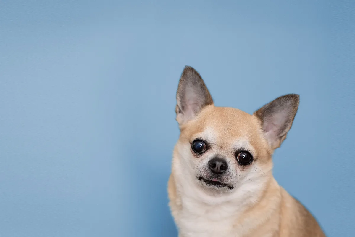 Close-up of an adult fawn chihuahua's face against a blue background