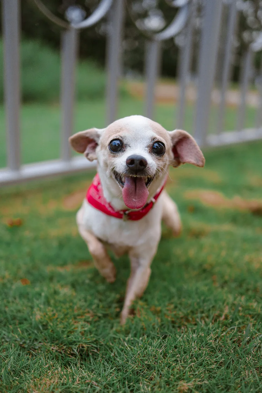 A happy chihuahua in a red harness trotting across the grass on a walk