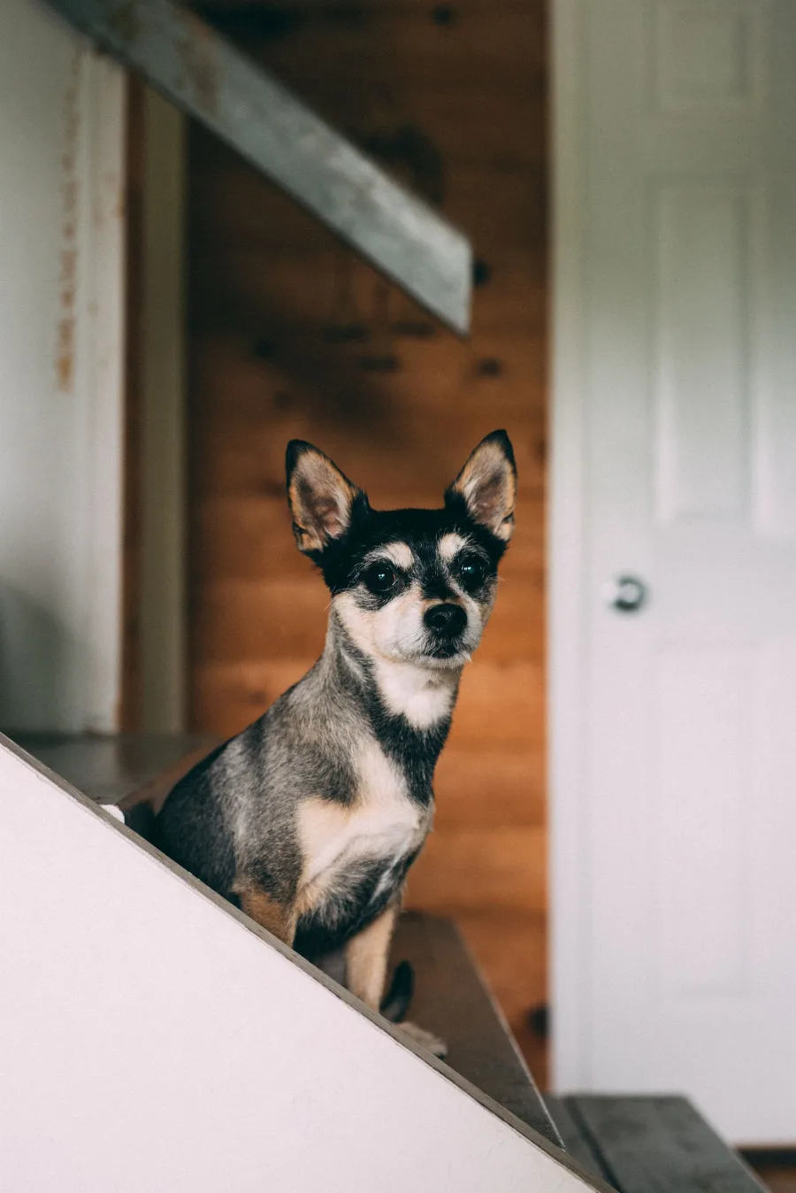 An alert black and tan chihuahua sitting on a staircase, ears perked