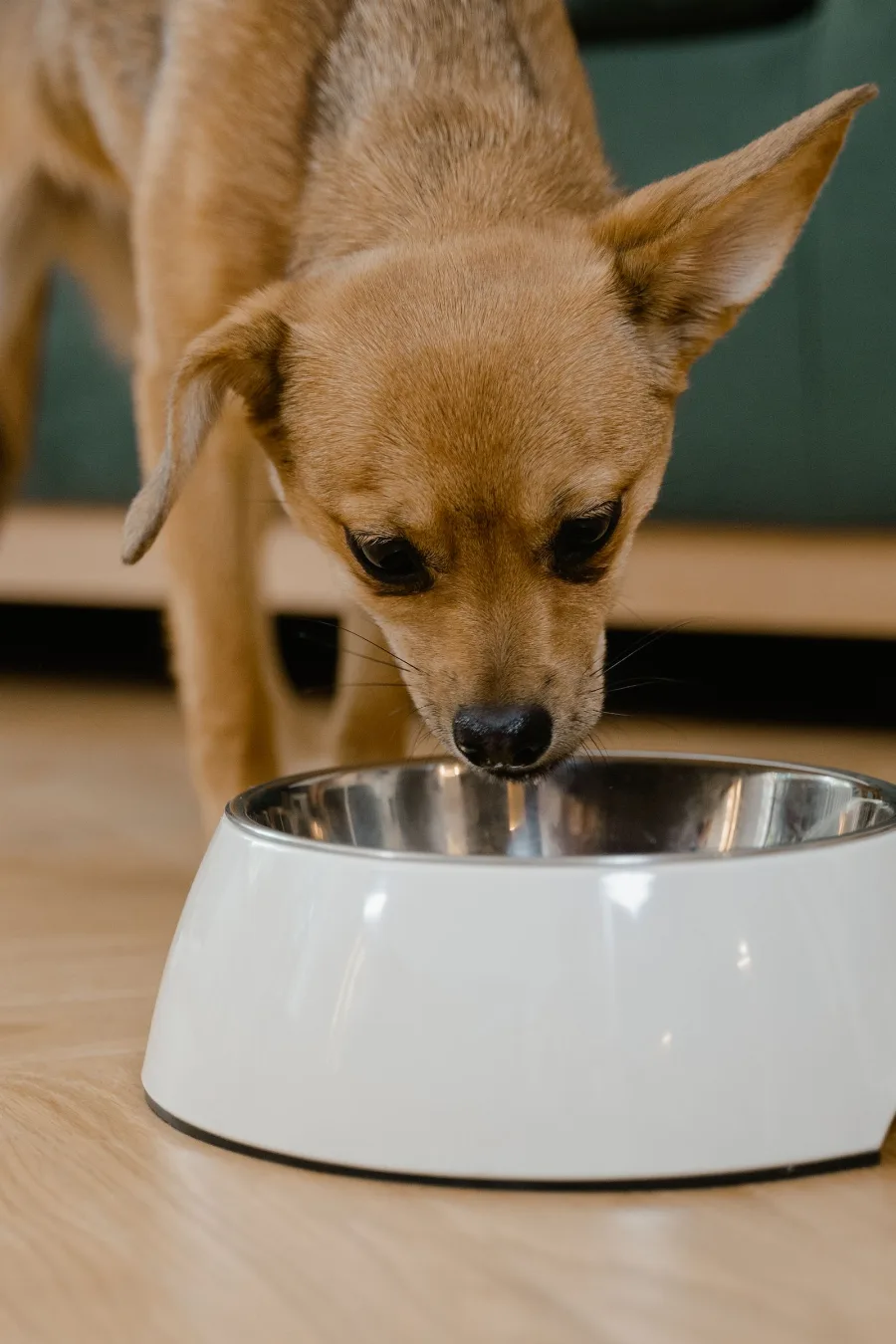 A tan chihuahua eating from a food bowl on a wood floor