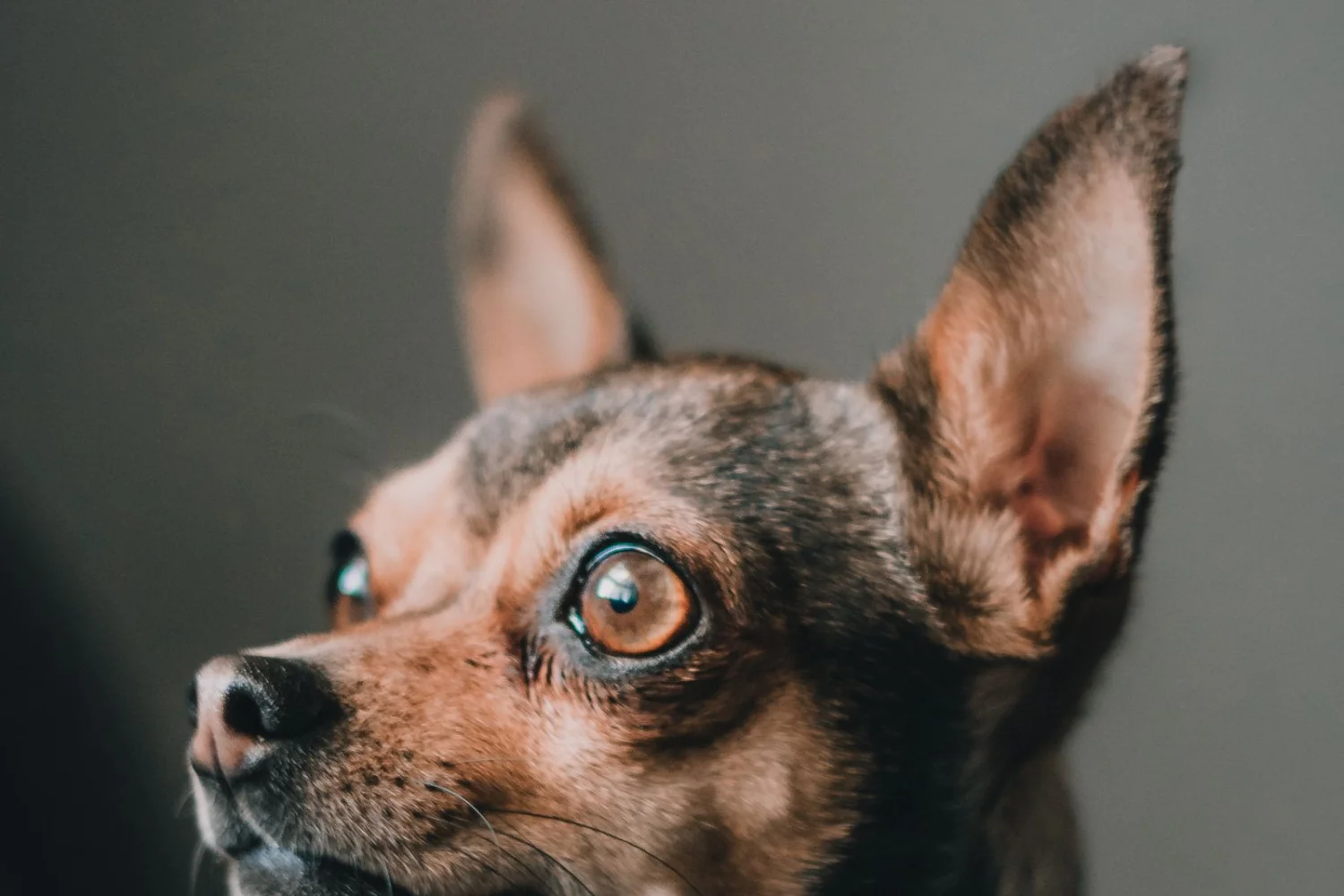 A Day in the Life of a Chihuahua