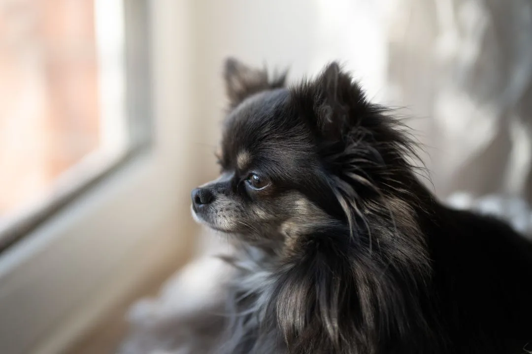Living in a High-Rise With a Chihuahua