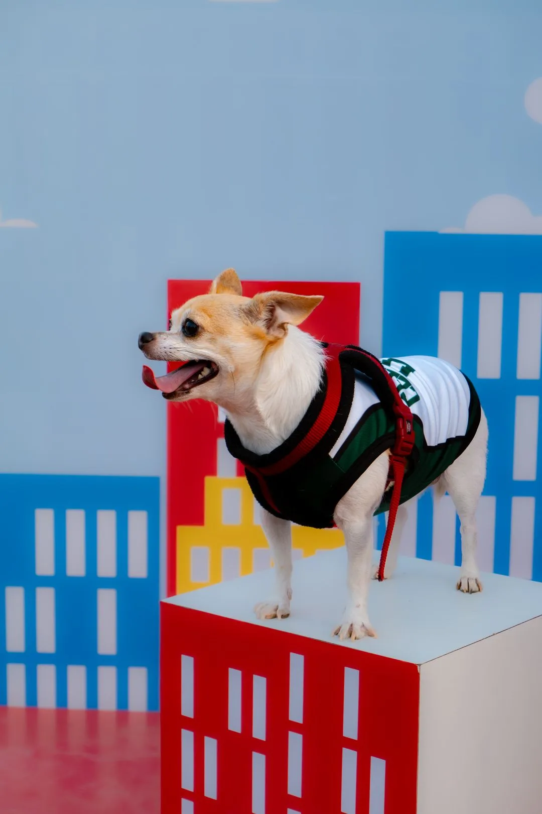 A chihuahua in a smart outfit against a colorful city backdrop