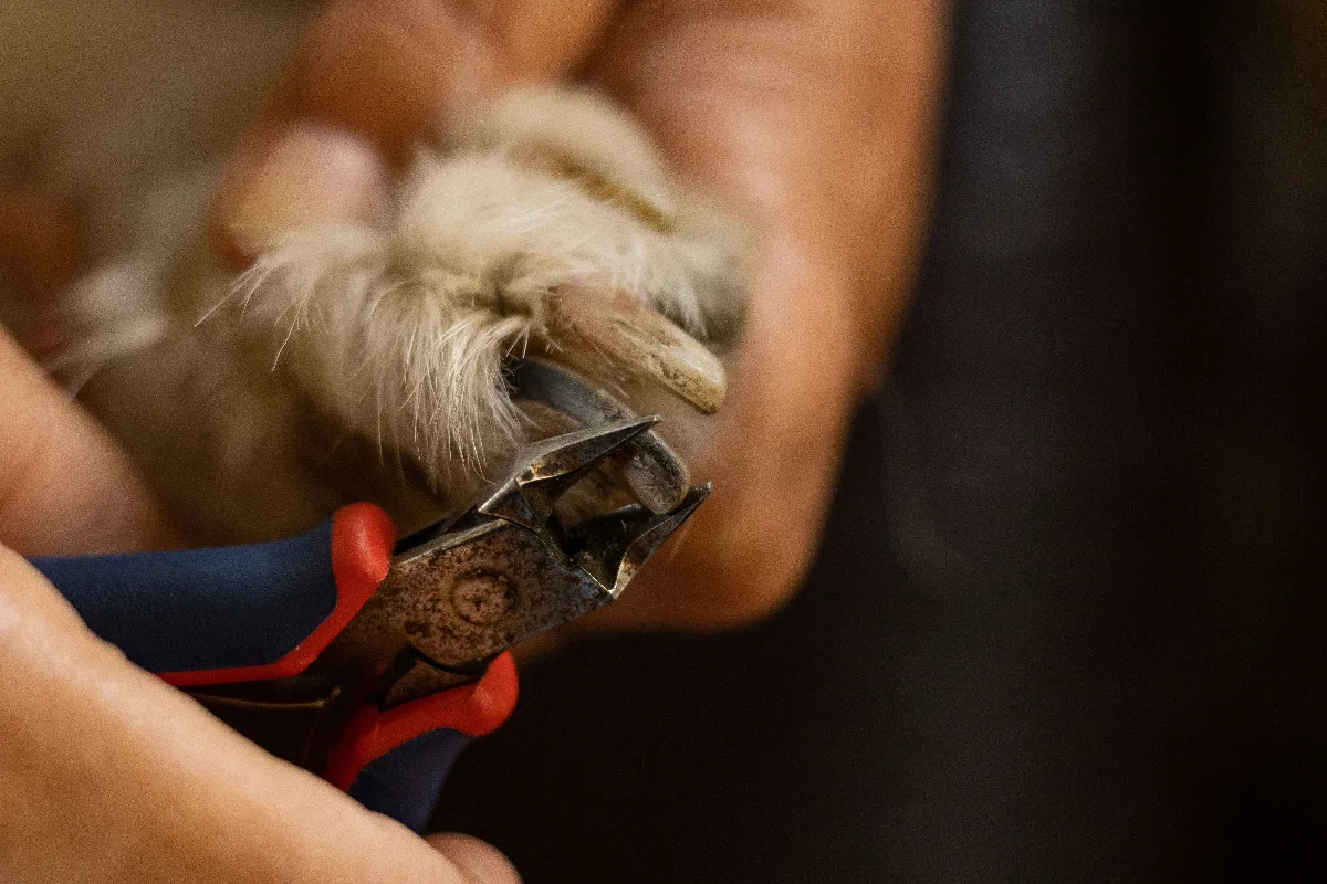 Close-up of a person holding a small dog's paw and clipping a single nail