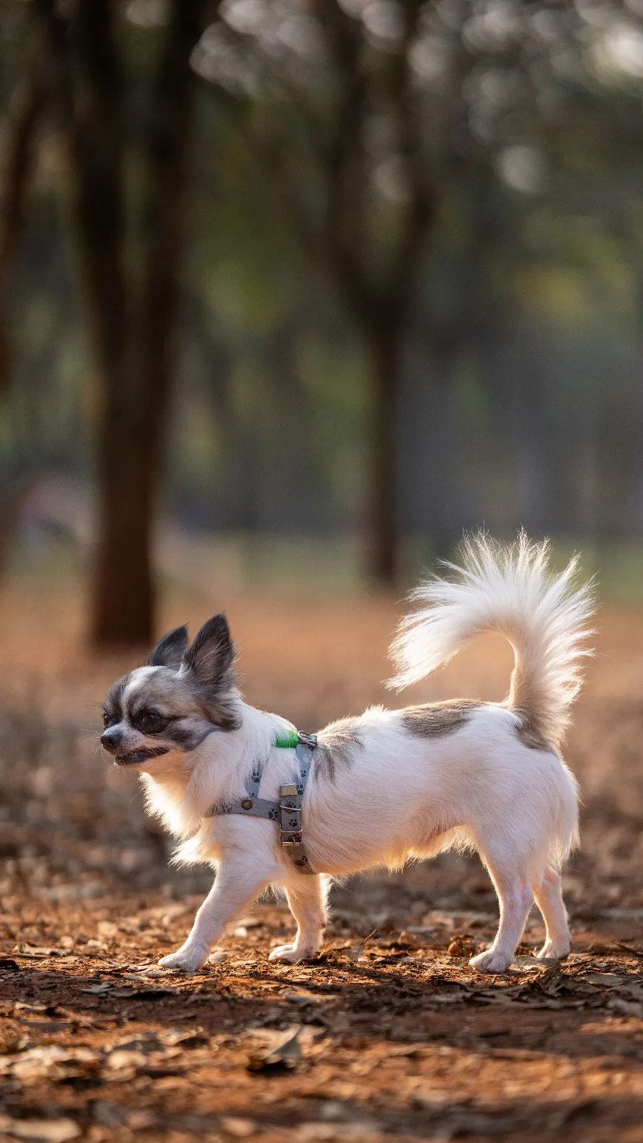 A long-haired chihuahua in a harness exploring a sunlit park