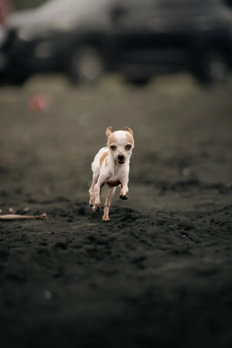 A white and tan chihuahua puppy running and leaping mid-play