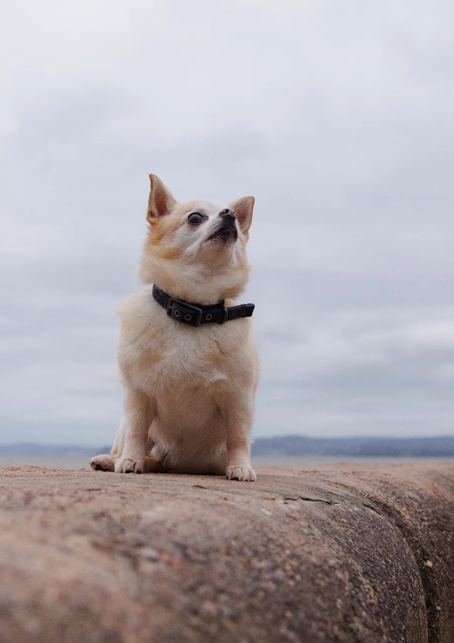 A chihuahua sitting attentively and looking up at its handler