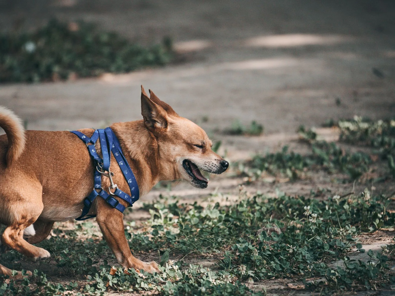 Calm chihuahua standing on a fallen log during a leashed walk