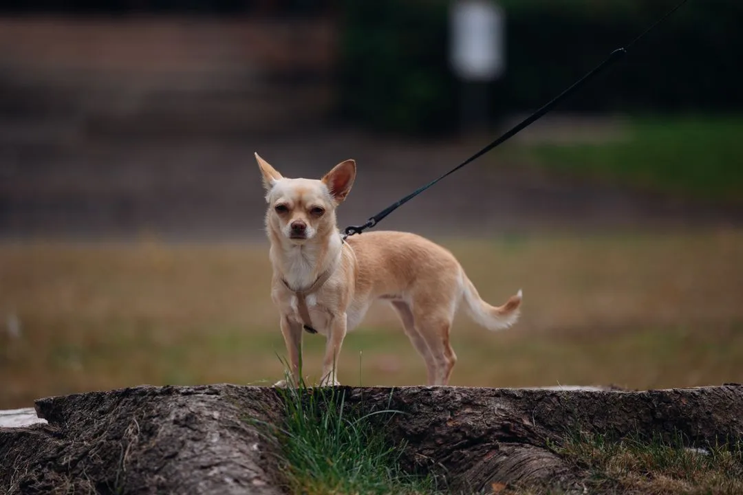 Chihuahua standing confidently on a tree stump outdoors