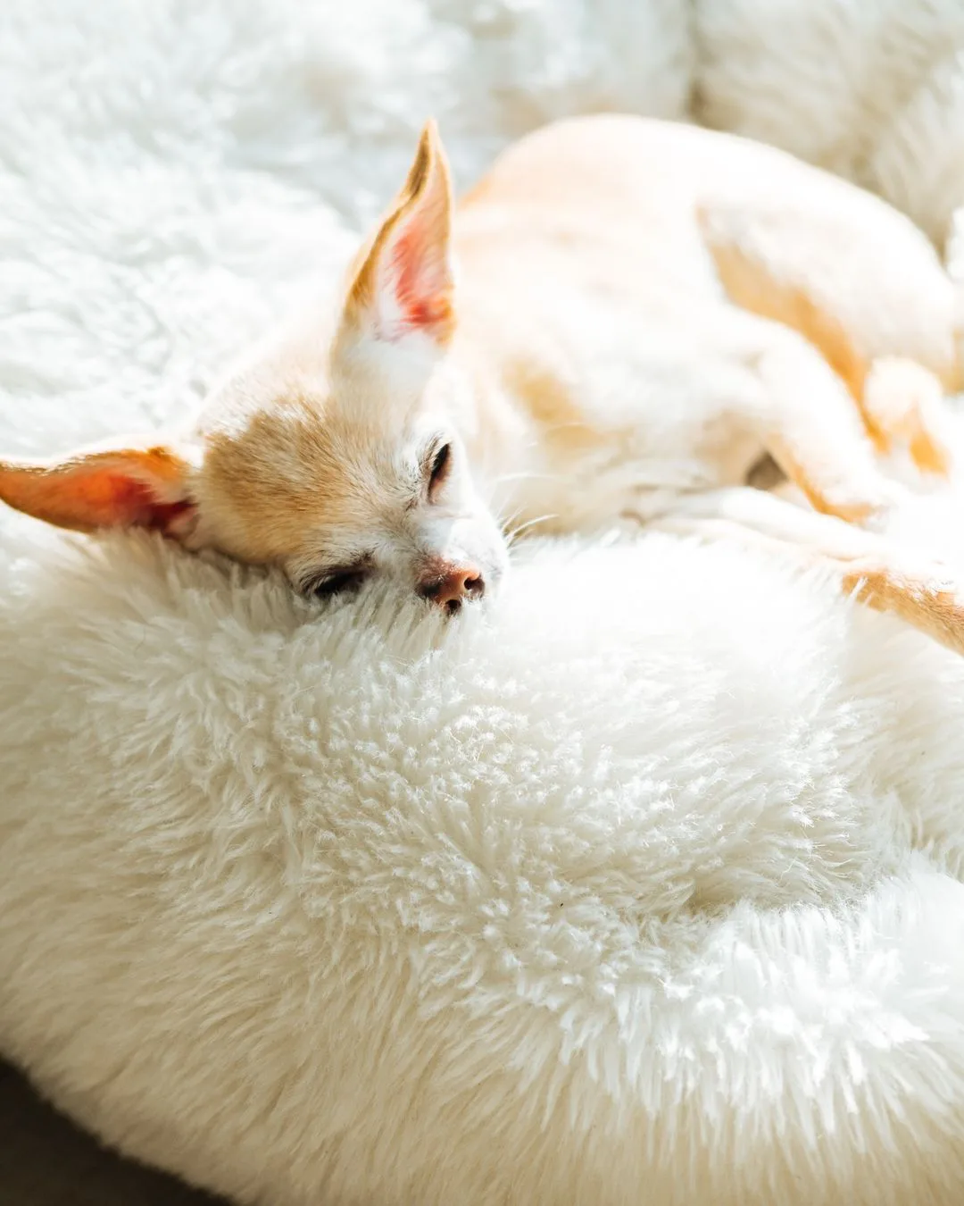 Hotel Tips for Chihuahua Owners