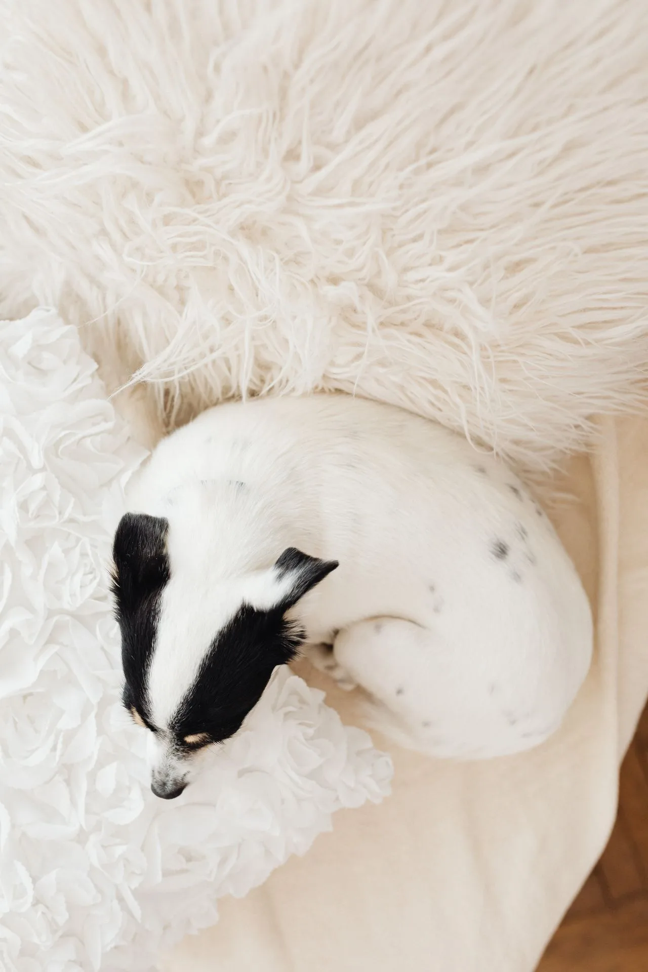 A small chihuahua curled up asleep on white bedding