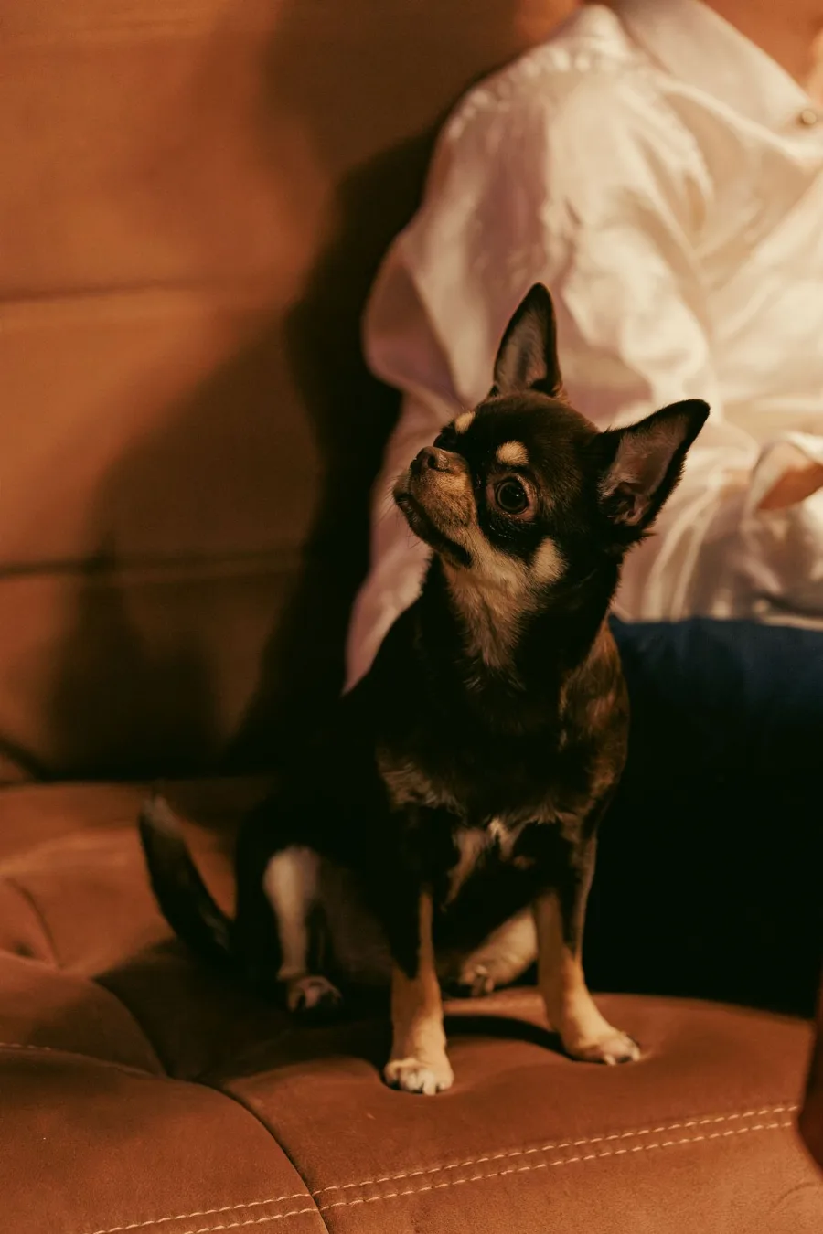 A black and tan chihuahua sitting on a brown living room couch