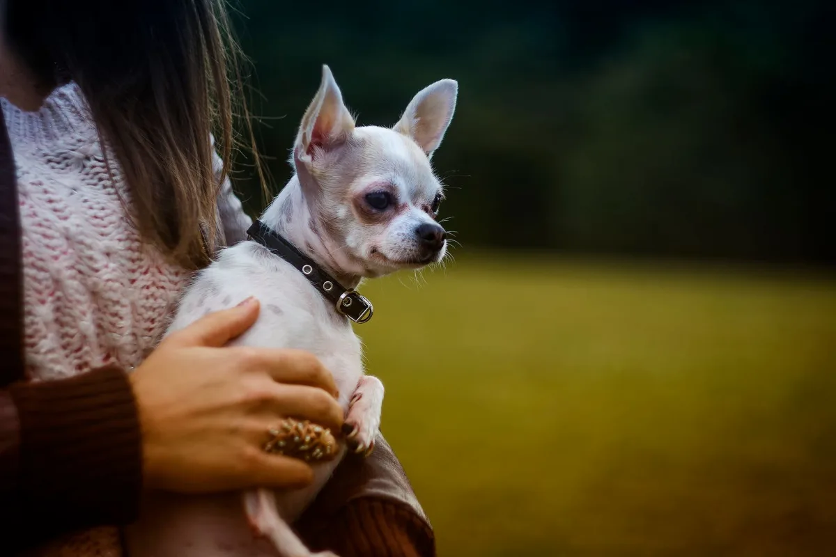 A person gently holding a small senior chihuahua against their chest
