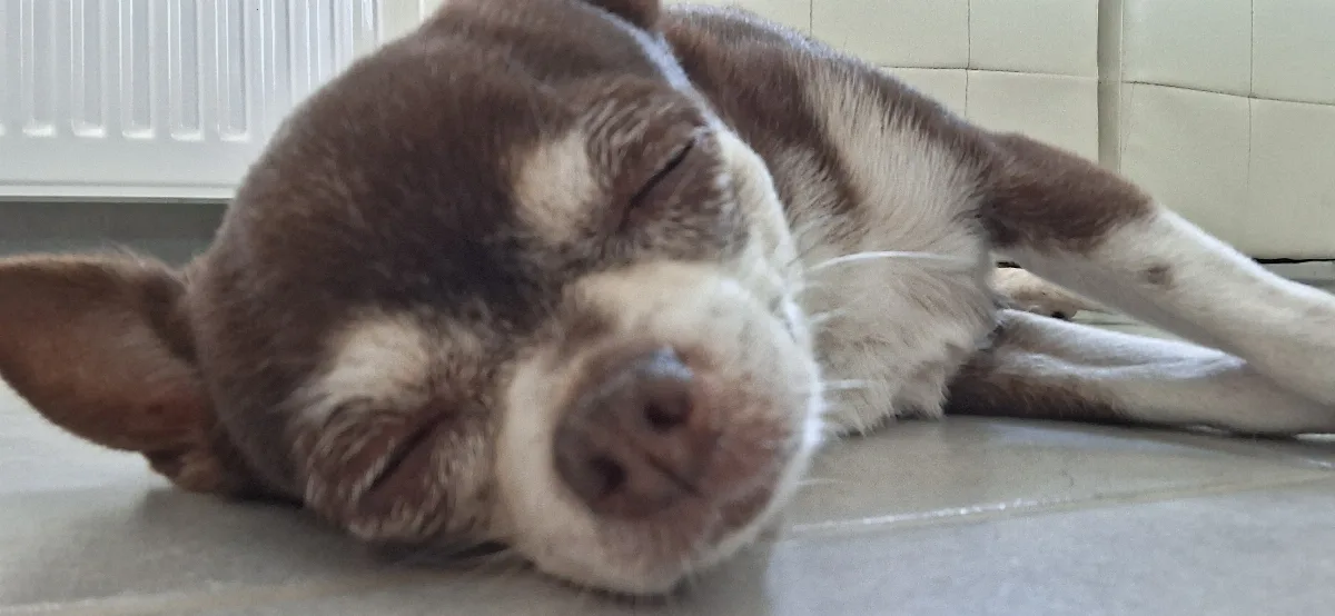 A senior chihuahua with a greying muzzle sleeping peacefully on its side in soft daylight