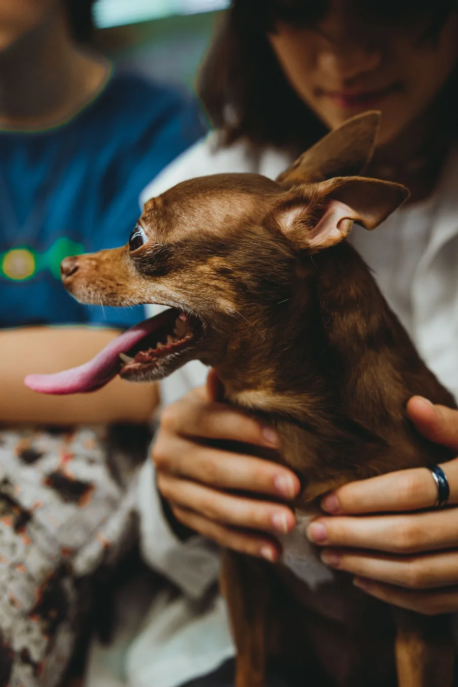 A small chihuahua held snugly in a person's hands
