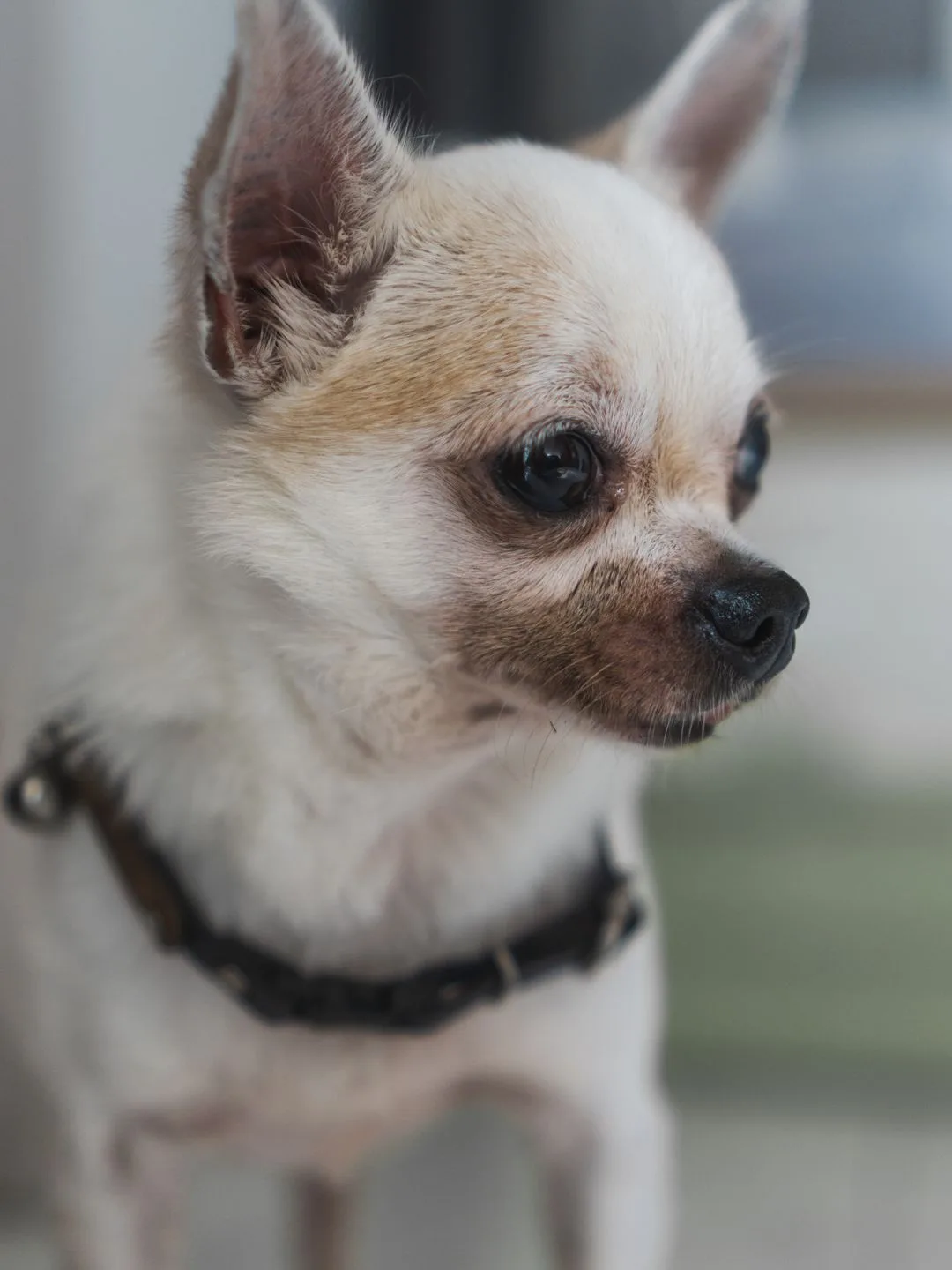 What Owners Wish They Knew Before Getting a Chihuahua