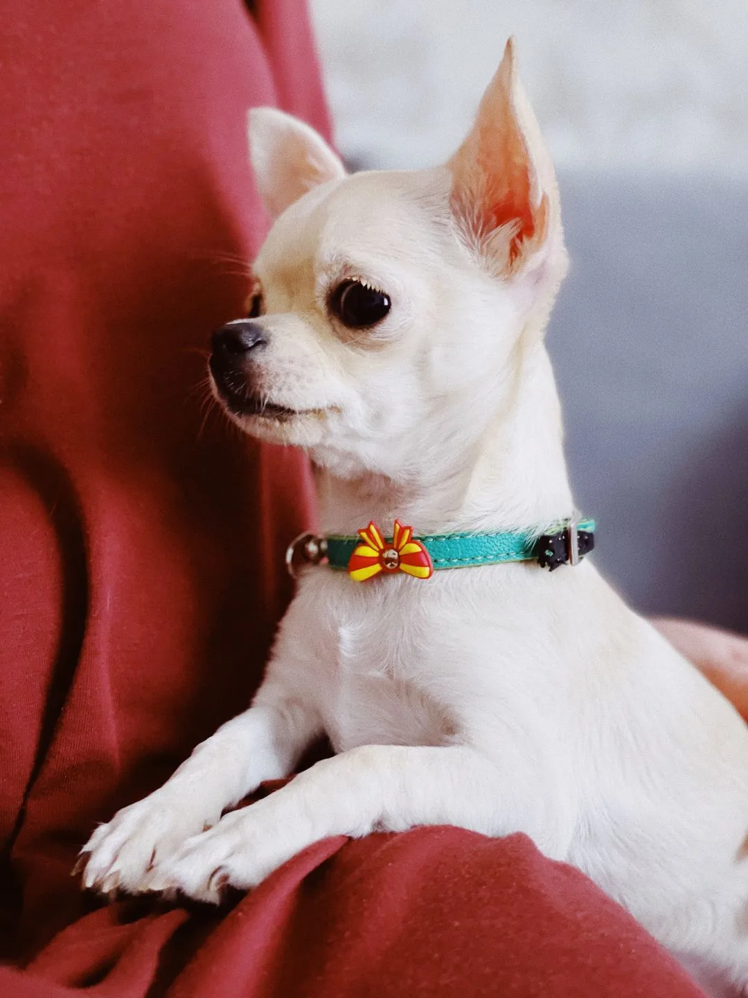 Cream chihuahua settled comfortably on a person's lap