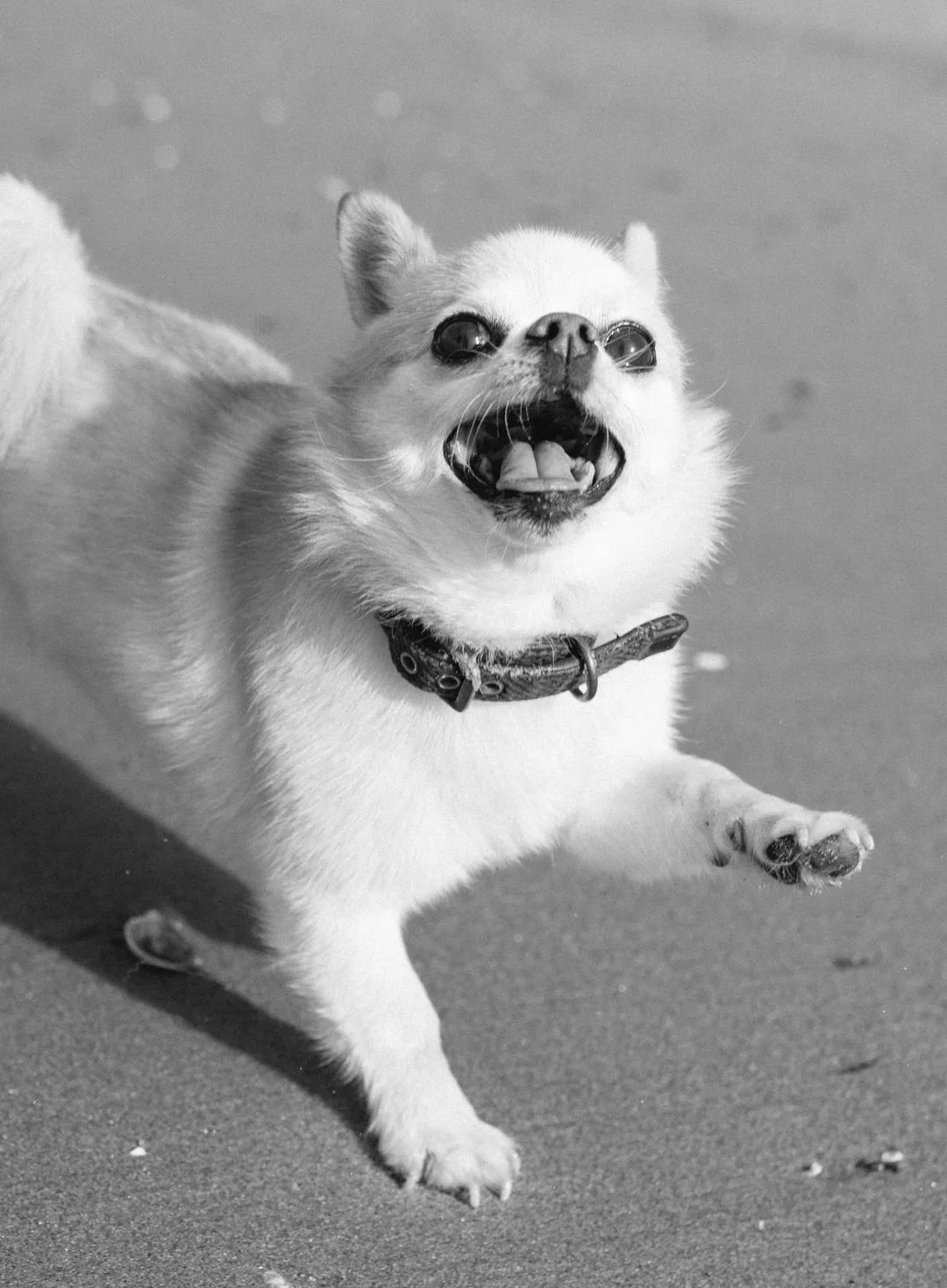 Black and white photo of a chihuahua running happily on a beach