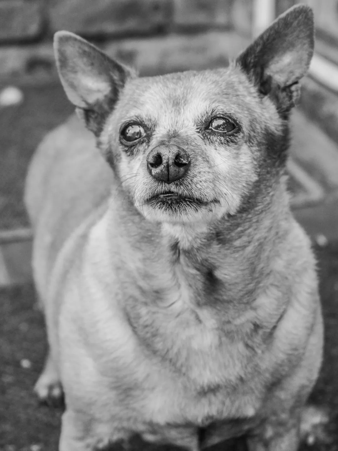 Black and white portrait of a senior chihuahua with clouded eyes