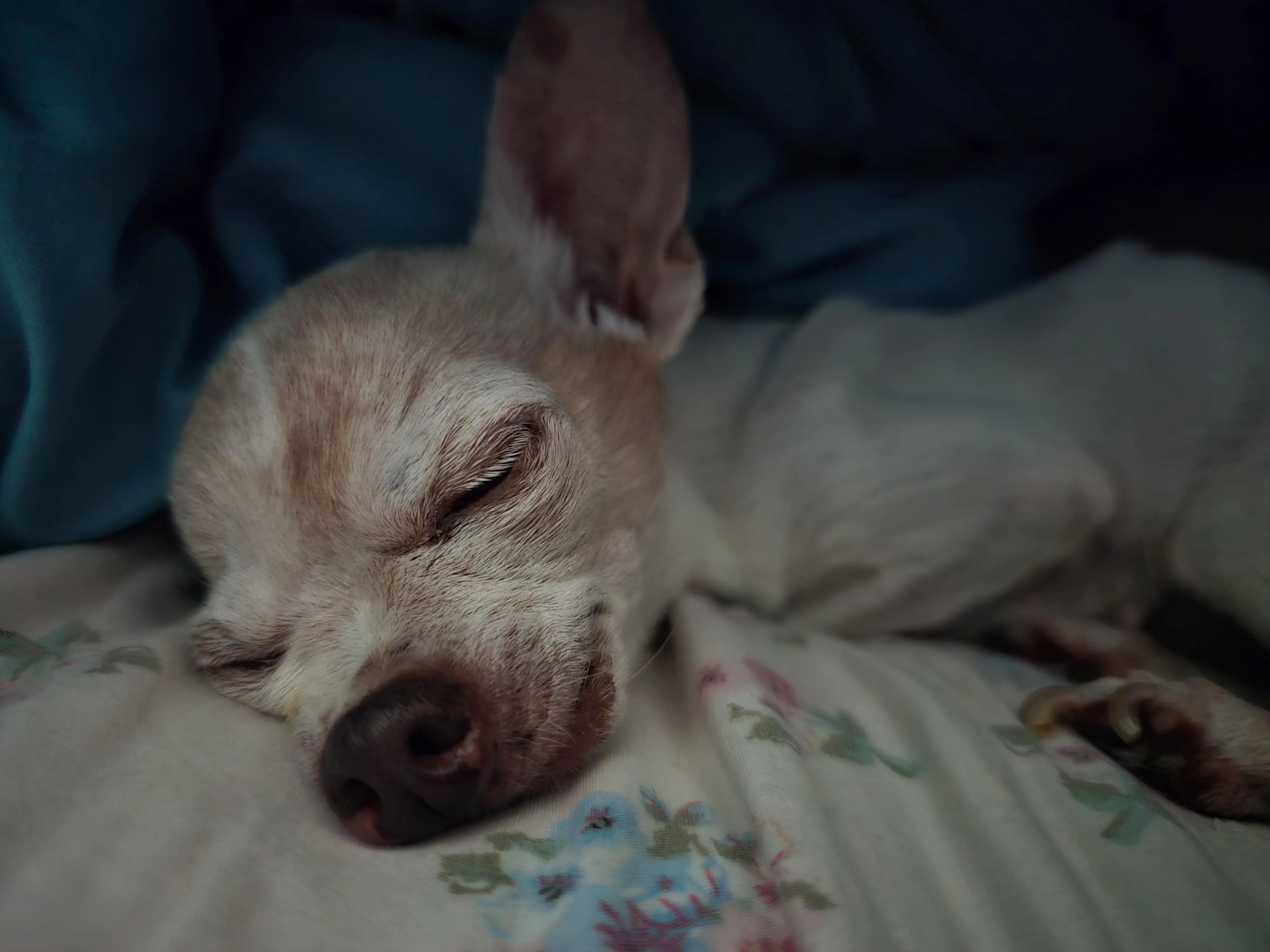 When Is It Time to Say Goodbye to a Senior Chihuahua?