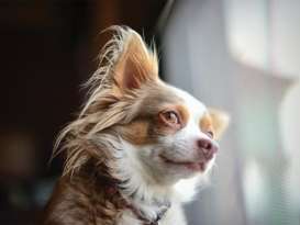 7 Things You Didn’t Know About The Long Haired Chihuahua featured image