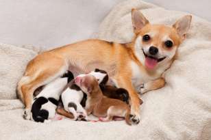 Risks for Pregnant Chihuahuas featured image