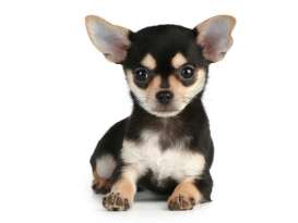 Size of a Chihuahua: Unveiling the Tiny Breed