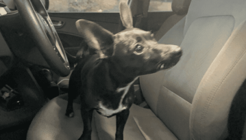 Video Shows Chihuahua Drive Across 4 Lane Road featured image