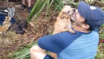 Florida dog owner reunites with Chihuahua missing for days after New Year's Eve car crash featured image