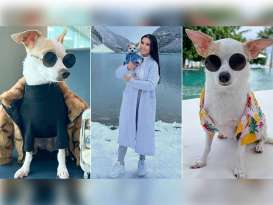 Traveling the World with Bao The Chihuahua