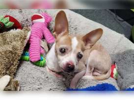 Blind Chihuahua Found in Box Inside Trash