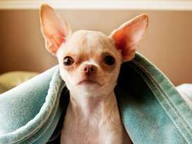 Chihuahua's Lifespan: How Long Do Chihuahuas Live? featured image