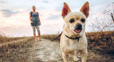 Top Tips for Training a Chihuahua featured image