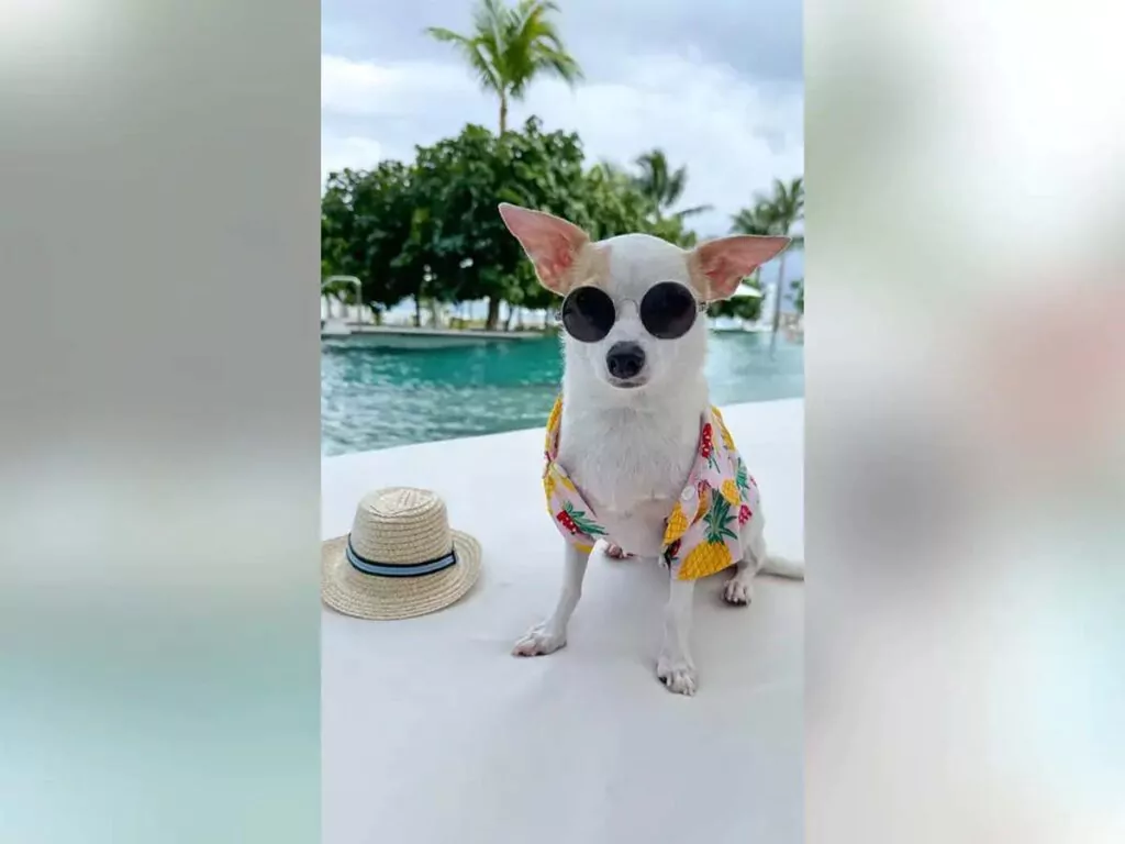 A small chihuahua wearing tiny sunglasses relaxing on a lounge chair next to a pool.