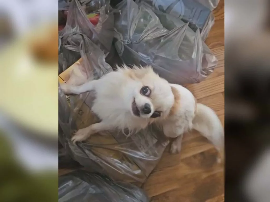 A close up of a small brown chihuahua standing alert near a package of groceries.