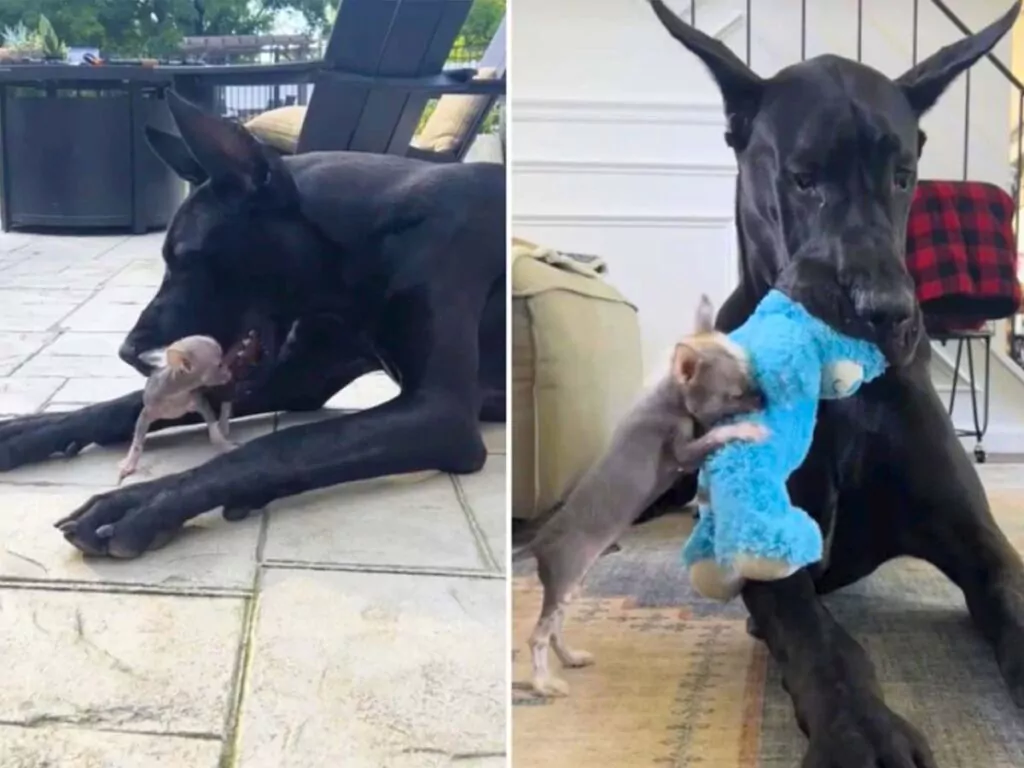 A close up of a tiny Chihuahua puppy sitting next to the massive paws of a Great Dane