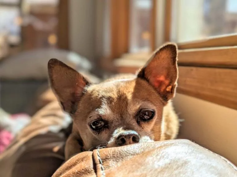 A senior Chihuahua resting comfortably on a soft cushion, showing signs of aging around the muzzle