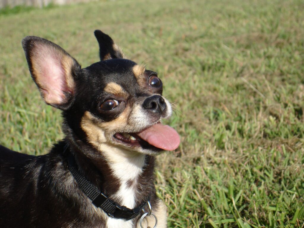 A close up portrait of an apple head chihuahua looking alert.