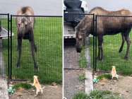 Watch This Hilarious Meet Between a Chihuahua and a Moose feature image