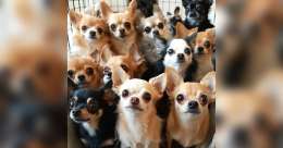 Heartbreaking Rescue: 28 Chihuahuas Survive After Owner’s Tragic Passing feature image