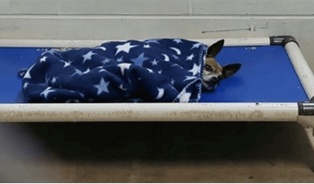 Chi Tucked Himself In Every Night at Shelter featured image