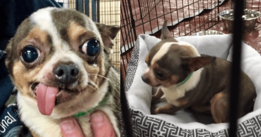 Chihuahua in Love with Own Bed After Rescue featured image