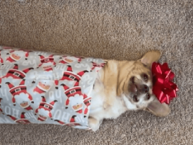 Dog gets wrapped up like a Christmas present in viral video featured image